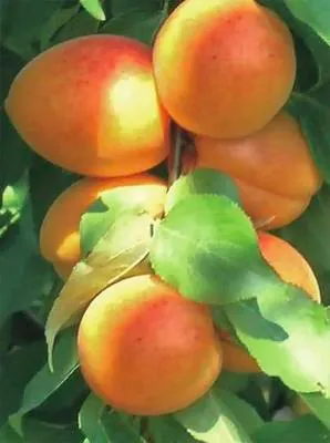Obrázek produktu pro MeruňkaFloraSelfPrunus armeniaca Compacta výška cca 125 cm květináč 7,5 l