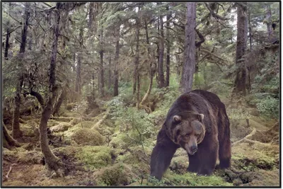 Produktbild von Wallario Wandbild Gefährlicher Grizzlybär im Wald, Größe: 61 x 91,50 cm, Poster mit schwarzem Aluminiumrahmen