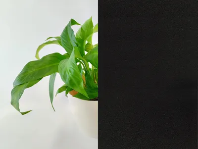 Produktbild von Folia zaciemniająca statyczna 90 x 200 cm czarna
