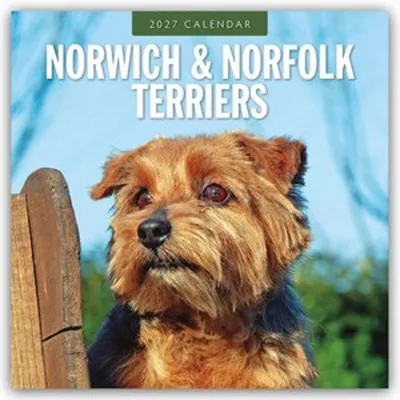 Produktbild von Norwich Terrier und Norfolk Terrier 2027 - 16-Monatskalender