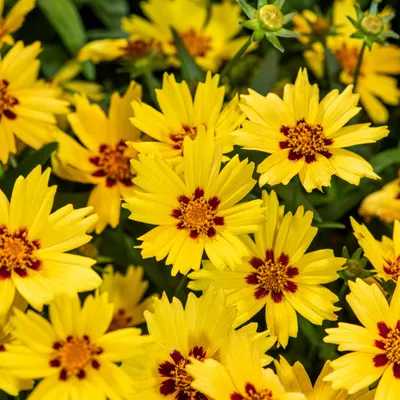 Image de Coreopsis - Nachyłek grandiflora Solar Moon 1 pièce plants plant