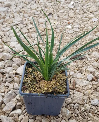 Image de Hesperoyucca whipplei / Yucca whipplei