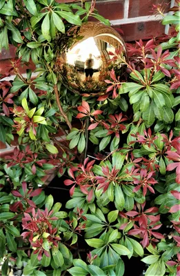 Produktbild von Rosenkugel 15 cm Edelstahl gold poliert mit Stab 80 cm