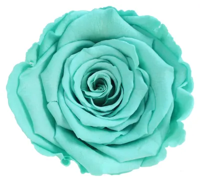 Produktbild von Infinity Rose L Ø5cm konserviert stabilisiert haltbar Rosenkopf ewige Rosenblüte 1 St. Türkis (blu02)