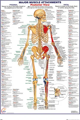 Immagine prodotto di Didattica - Educazione - Poster - Il corpo umano - Muscolo posteriore + 1 confezione di tesa Powerstrips® - Contenuto 20 pezzi