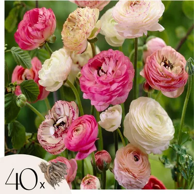 A close-up view of multiple ranunculus flowers in various shades of pink, white, and cream, with some buds visible. A small graphic in the bottom left corner indicates '40x' and shows a cluster of bulbs.