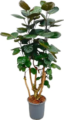 Obrázek produktu pro Trendyplants - Polyscias Fabian - Arálie - pokojová rostlina - výška 120-140 cm - velikost květináče Ø24cm