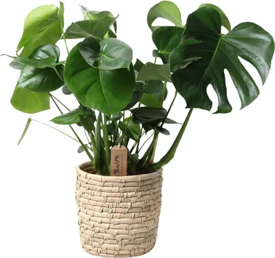 Zdjęcie produktu dla Monstera Deliciosa w koszu Palmleaf - roslina doniczkowa ok. 60cm - Ø21cm