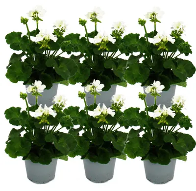 Obrázok produktu pre Vertikálna muškátová - Pelargonium zonale - kvetináč 12 cm - sada 6 rastlín - biela