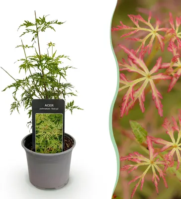 Image de Green boutiQ - Plante de jardin - Acer palmatum Seiryu - Vert 1 plante - À feuilles caduques - Peu d'entretien  - Pot de 12 cm, hauteur 35 cm