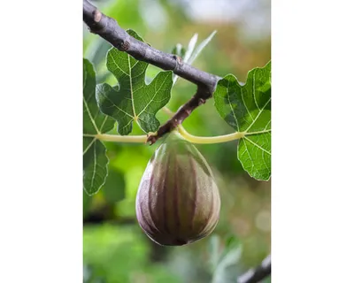 Obrázek produktu pro FíkovníkFloraSelfFicus carica 'Bornholm' květináč 3 l