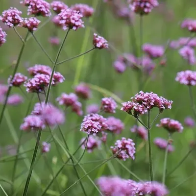 Obrázok produktu pre 6 x Vysoká verbena - Verbena bonariensis 'Lollipop'® | Kvetináč 9 cm x 9 cm