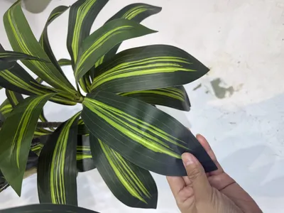 Imagen del producto de Dracena artificial fragrans (Dracaena fragrans) de 150 cm - Verde - Planta de interior realista para el hogar, la oficina y la terraza, que no requiere cuidados