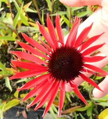 Produktbild von 6 x Echinacea purp. 'Hot Lava' - Sonnenhut - Topf 9x9 cm