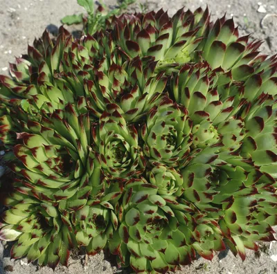 Produktbild von Sempervivum x cult.'Reinhard', Hauswurz, ca. 9x9 cm Topf
