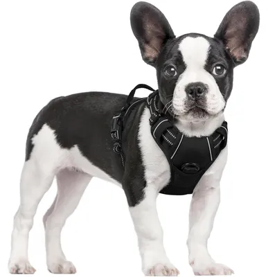 Image de Harnais anti-traction pour chien, avec contrôle, anti-traction, réglable, respirant, avec bandes réfléchissantes, noir, taille S