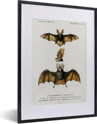 Produktbild von MuchoWow® MuchoWow® Gerahmtes Poster Fledermaus - Vintage - Tier 30x40 cm - Poster mit zchwarzem Bilderrahmen - Wandposter Schlafzimmer