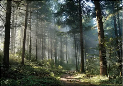 A sunlit forest path with trees on either side.