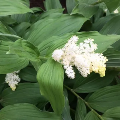 Produktbild von 6 x Traubiges Duftsiegel - Smilacina racemosa  | Topf 9cm x 9cm