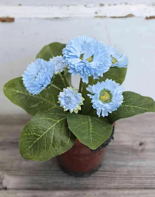 Produktbild von artplants.de Künstliche Gänseblümchen Morgana, Terracottatopf, hellblau, 15cm - Gänseblümchen Deko/Seidenblumen