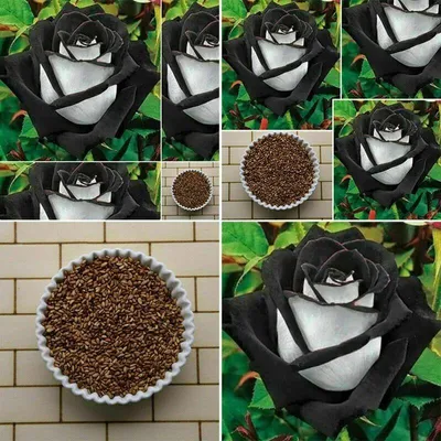Produktbild von 50 Stück Seltene Rosenblumensamen – Exklusive Zierpflanze für Garten & Dekoration