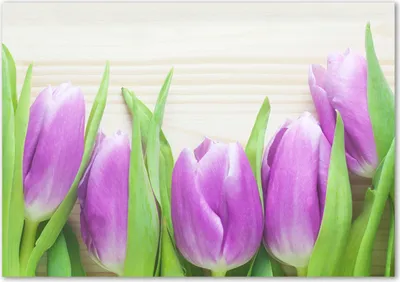 Produktbild von Tulup® Glas-Bild - 100 x 70 - Wandbild aus Glas - Wandkunst - Wandbild hinter gehärtetem Sicherheitsglas - Blumen & Pflanzen - Lila Tulpen - Lila