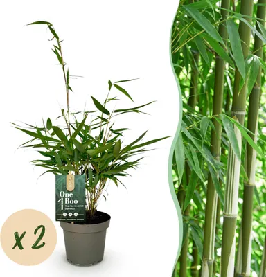 Produktbild von Gräser - Fargesia robusta Pingwu - Nicht-invasiver Bambus - Immergrün - 2 Pflanzen - 25-35cm - Ø14cm - Gartenpflanze