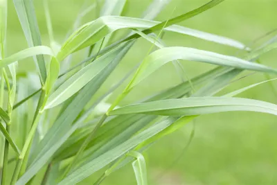 Zdjęcie produktu dla Panicum virgatum 'Hänse Herms', rózgowiec, czerwony, pojemnik 3-5 litrów