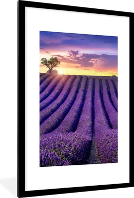 Produktbild von MuchoWow® Gerahmtes Poster Lavendel - Hügel - Sonnenuntergang - Bpmen - Lila 60x90 cm - Poster mit Schwarzem Bilderrahmen Wandposter Rahmen Foto Bilder - Dekoration - Wandposter Wohnzimmer - Hochwertig