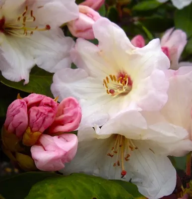 Image de Rhododendron Hybride " Blueshine Girl " Rhododendron à grandes fleurs 30 - 40 cm de haut