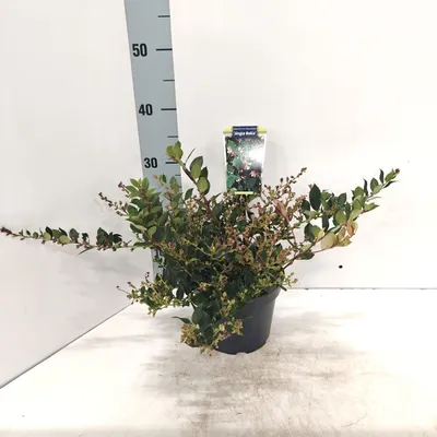 Obrázok produktu pre Gaultheria w. 'Jingle Bells' – čučoriedka | 20–25 cm v črepníku