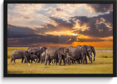 Produktbild von MuchoWow® MuchoWow® Gerahmtes Poster Elefant - Tiere - Gras - Sonnenuntergang - Natur 60x40 cm - Poster mit zchwarzem Bilderrahmen - Printing - Wanddeko Schlafzimmer