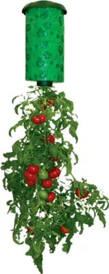 A hanging planter with a tomato plant growing out of it.