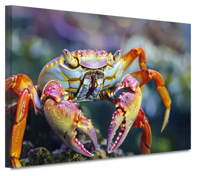Produktbild von Leinwandbild mit Krabbenmotiv zur Wanddekoration