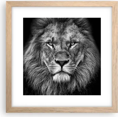 Produktbild von Gerahmtes Poster - Rahmen in heller Eiche - Porträt Löwe Schwarzweiß - 30x30 cm - Wand Bild - Wanddeko - Wandbilder - Kunstposter - Wandposter - Bilderrahmen - Bilder - Kunstdruck - P2NAC30x30-4494