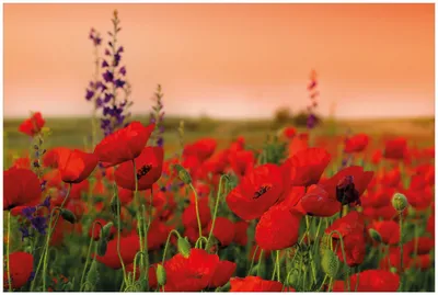 Produktbild von Wallario Premium Glasbild, freischwebende Optik, kräftige Farben, Größe 90 x 60 cm Motiv Mohnblumen auf dem Feld