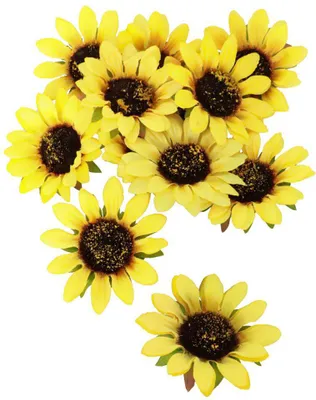 Produktbild von Sonnenblumen 12 Stück 8cm