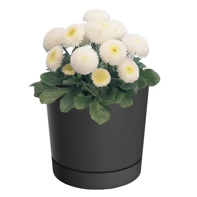 Obrázek produktu pro Květináč s podšálkem Ø12,8 cm Výška 12,8 cm Kulatý Matný Moderní Hladký Módní Barva Antracit - stylová a odolná bytová dekorace Bydlení