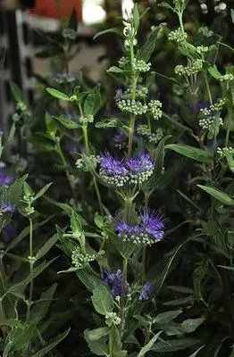 Immagine prodotto di Caryopteris cland. 'Heavenly Blue' - Bartblume 25- 30 cm in contenitore
