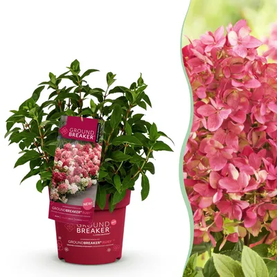 Image de Green boutiQ - Plante de jardin - Hydrangea panniculata Groundbreaker Ruby - Hortensia paniculé - Rustique - Rouge - 1 plante - Pot de 14 cm - Hauteur 20-25 cm