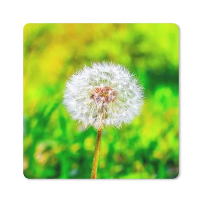 Produktbild von MuchoWow® Mauspad Mousepad Löwenzahn - Gras - Blume 20x20 cm - Mousepads - Maus Mat - Pad - Mausunterlage - Desk Mat - Bureauartikeln