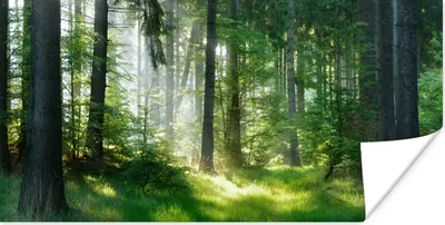 Produktbild von MuchoWow® Poster Natur - Bäume - Wald - Grün - Sonne - Gras - Pflanzen 40x20 cm - Poster für die Wand - Poster Schlafzimmer