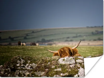 Produktbild von MuchoWow® Poster Schottische Highlander - Steine - Gras 160x120 cm - Foto Plakat
