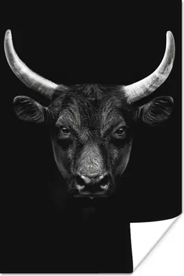 Produktbild von MuchoWow® Poster Tiere - Stier - Schwarz - Weiß - Porträt 20x30 cm - Papierdruck