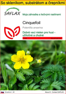 Obrázok produktu pre SAFLAX Kultivačný set - cinquefoil - Potentilla anserina - 20 Semená - S mini skleníkom, pestovateľským substrátom a 2 črepníkmi
