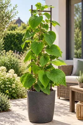 Image de Kiwi mâle 'Atlas', 50–70 cm – Actinidia chinensis. Plante pollinisatrice pour kiwi, plante grimpante résistante au froid, idéale pour le jardin et la terrasse
