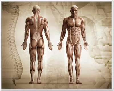 Produktbild von Wallario Wandbild Anatomie Mensch I, Größe: 40,30 x 50,30 cm, Poster mit weißem Aluminiumrahmen