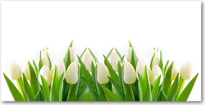 Produktbild von Tulup Glas-Bild -140x70- Wandkunst Dekorative Wand für Küche & Wohnzimmer - Blumen & Pflanzen - Weiße Tulpen - Grün