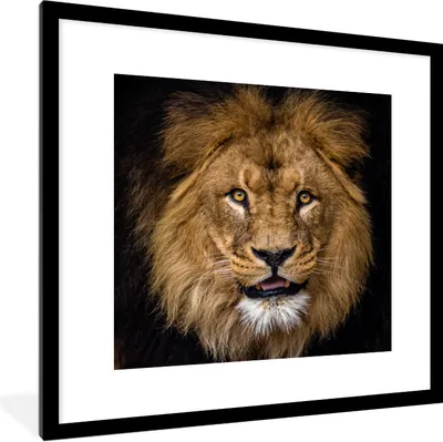 Produktbild von MuchoWow® Gerahmtes Poster Löwe - Porträt - Schwarz - Tiere 40x40 cm - Poster mit Schwarzem Bilderrahmen Wandposter Rahmen Foto Bilder - Poster - Plakat im Rahmen