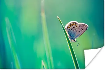 Produktbild von MuchoWow® Poster Schmetterling - Gras - Lila 180x120 cm - Fotoplakat